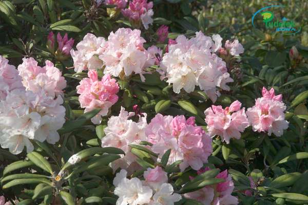 Rhododendron Jors Truly